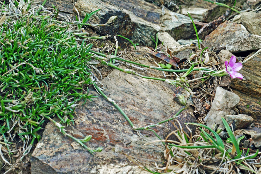 Petrorhagia saxifraga subsp. gasparrini/Garofanina spaccasas